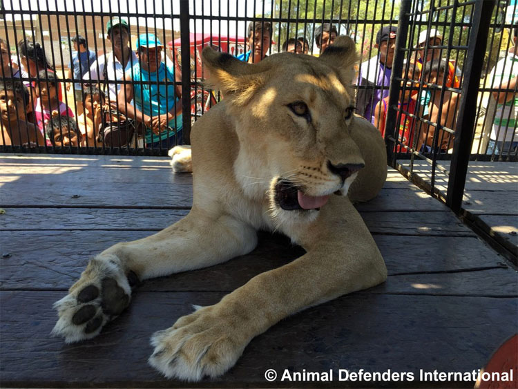 CONMOVEDOR. Después de años en jaulas de circo, liberan a 33 Leones