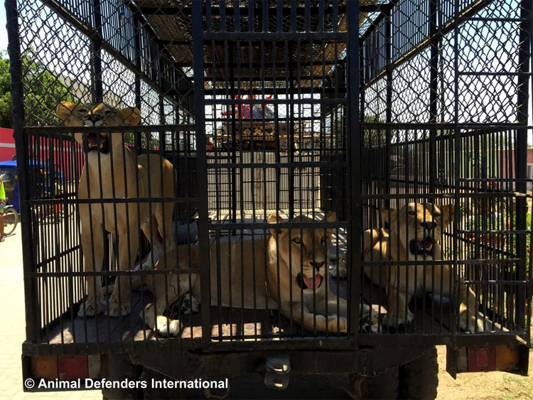 CONMOVEDOR. Después de años en jaulas de circo, liberan a 33 Leones