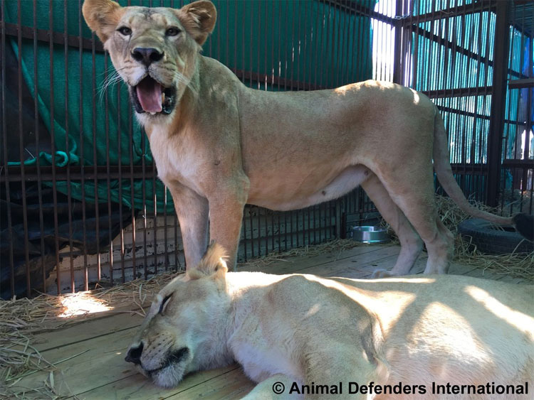 CONMOVEDOR. Después de años en jaulas de circo, liberan a 33 Leones