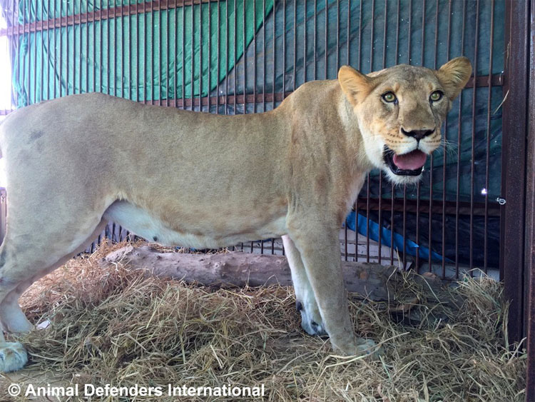 CONMOVEDOR. Después de años en jaulas de circo, liberan a 33 Leones