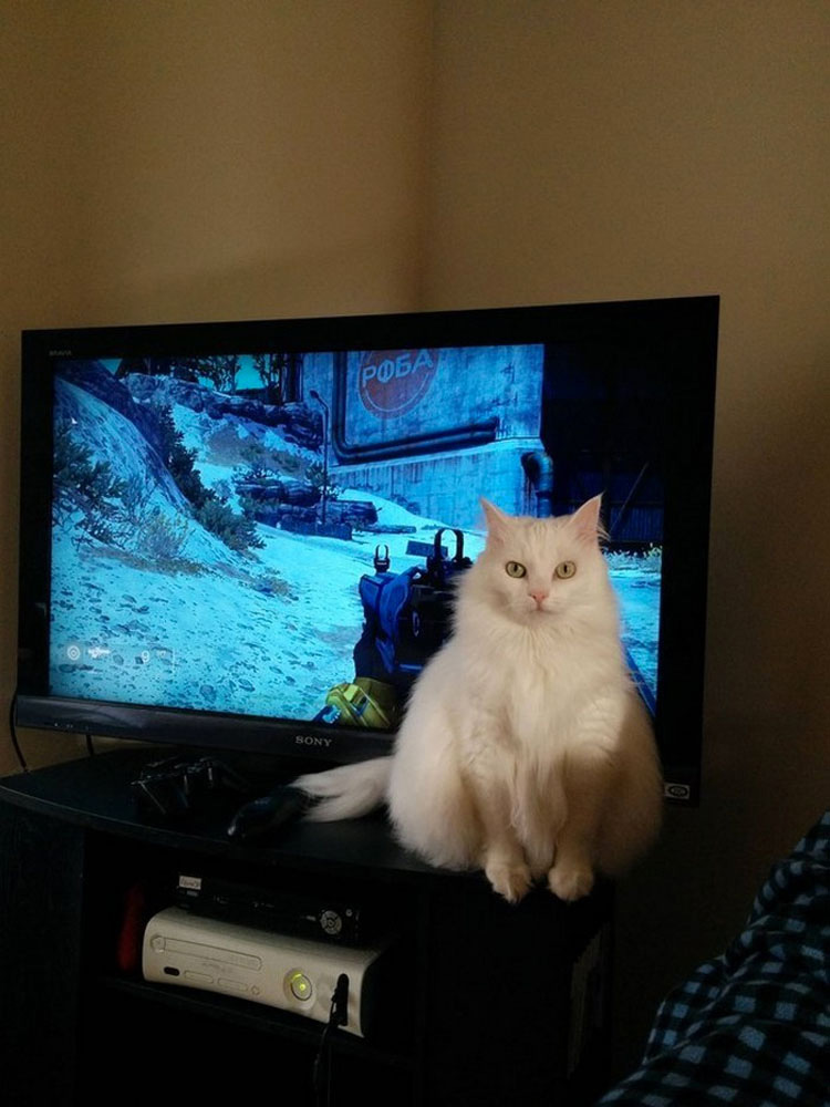 Comenzarás A Reír Cuando Veas Como Estas Mascotas Muestran Sus Celos