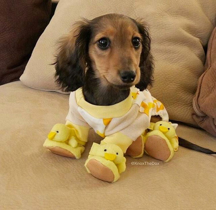 20 perros adorables en pijama. Hay que ver el #8