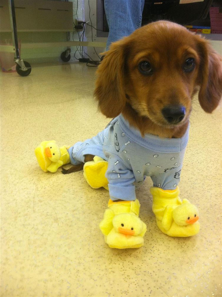 20 perros adorables en pijama. Hay que ver el #8