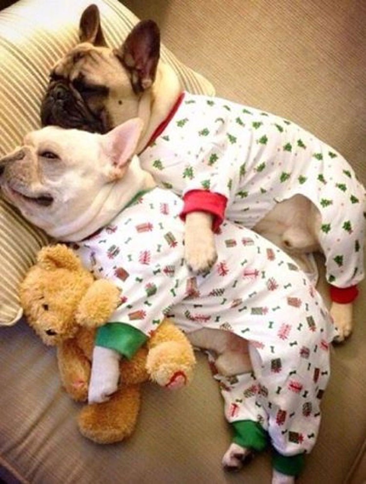 20 perros adorables en pijama. Hay que ver el #8