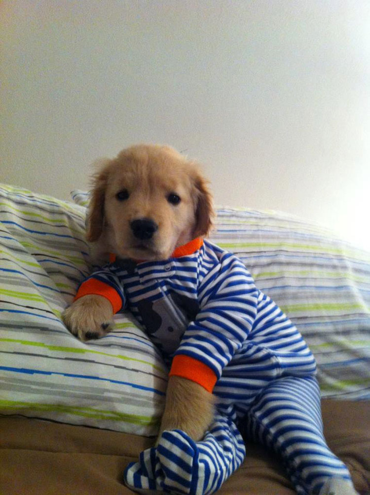 20 perros adorables en pijama. Hay que ver el #8