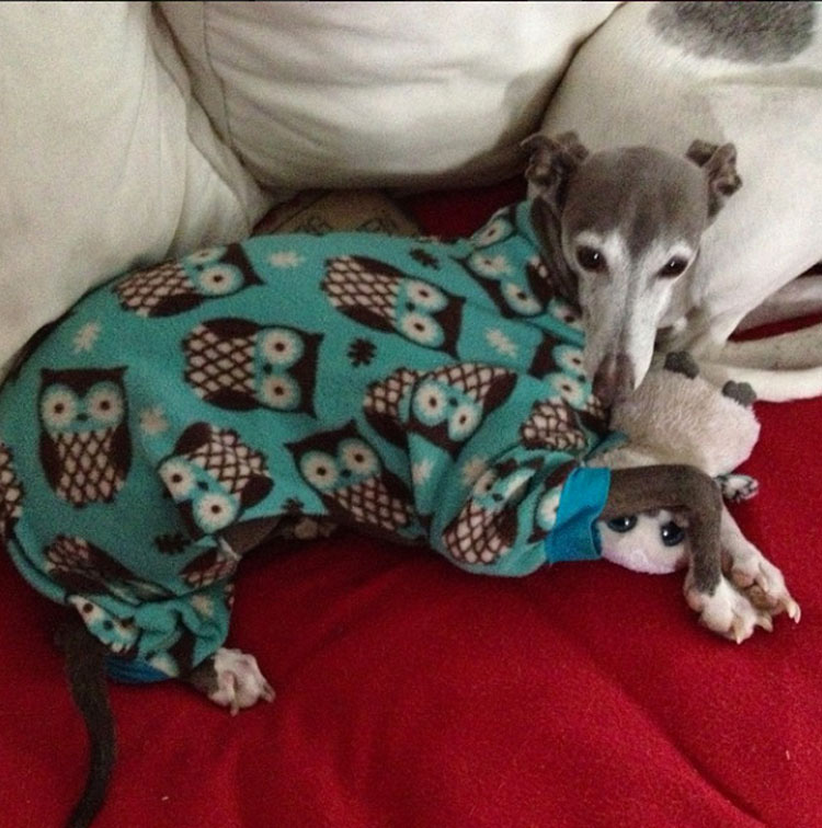 20 perros adorables en pijama. Hay que ver el #8