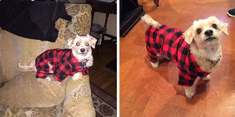 20 perros adorables en pijama. Hay que ver el #8