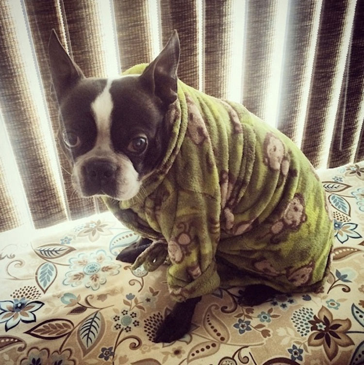 20 perros adorables en pijama. Hay que ver el #8