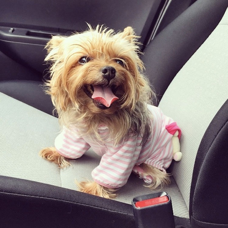 20 perros adorables en pijama. Hay que ver el #8