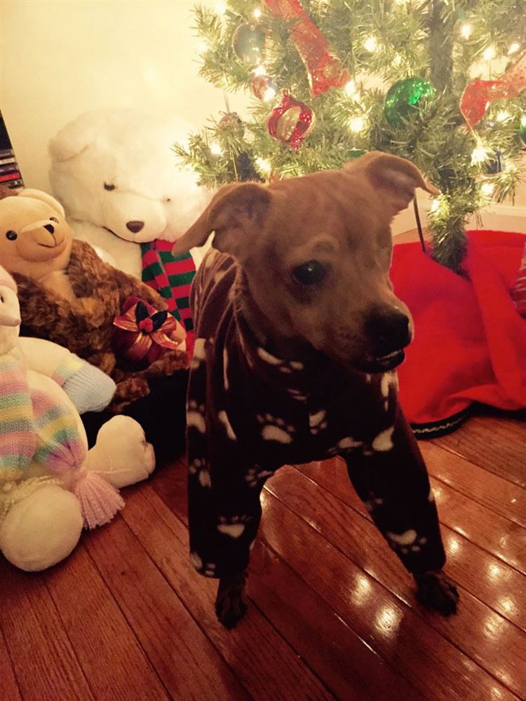 20 perros adorables en pijama. Hay que ver el #8