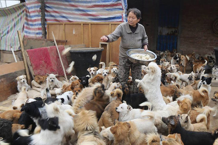 Lo Que Esta Mujer Hace Por 1300 Perros Tiene Que Ser Visto Para Ser Creído