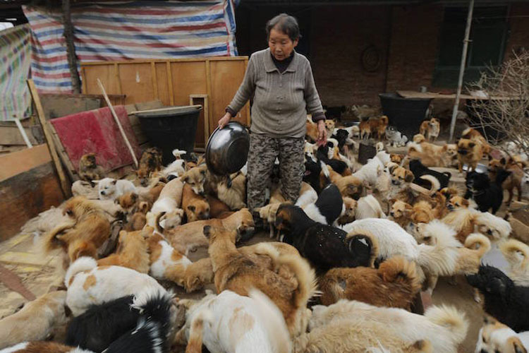 Lo Que Esta Mujer Hace Por 1300 Perros Tiene Que Ser Visto Para Ser Creído