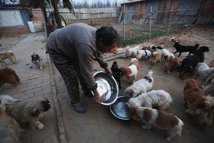 Lo Que Esta Mujer Hace Por 1300 Perros Tiene Que Ser Visto Para Ser Creído