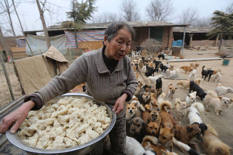 Lo Que Esta Mujer Hace Por 1300 Perros Tiene Que Ser Visto Para Ser Creído