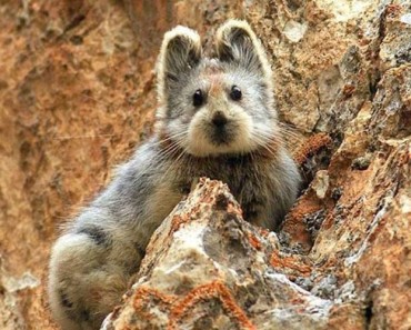 Este extraño y adorable animal ha sido visto y fotografiado por primera vez en 20 años 5 Este extraño y adorable animal ha sido visto y fotografiado por primera vez en 20 años 2