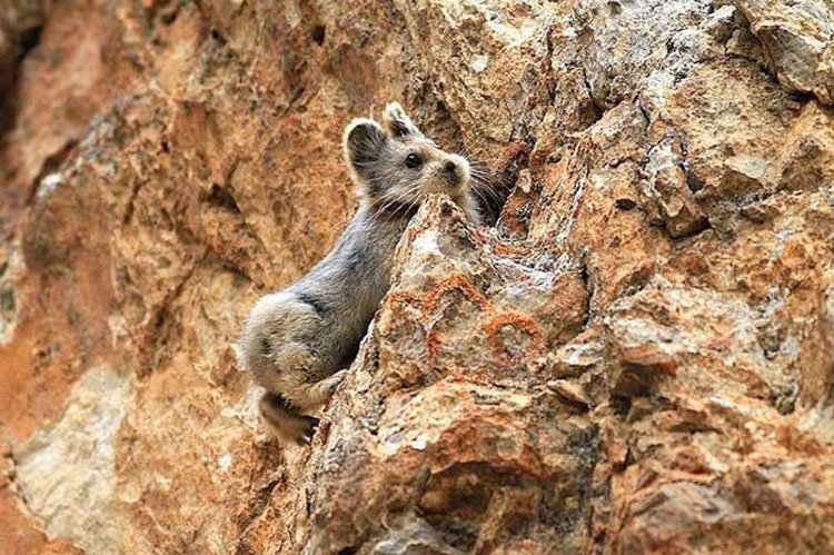 Este extraño y adorable animal ha sido visto por primera vez en 20 años