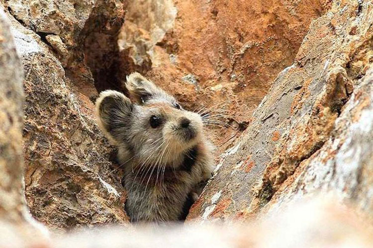 Este extraño y adorable animal ha sido visto por primera vez en 20 años