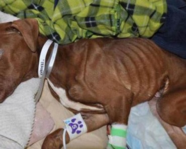 Escucharon Ruidos Dentro De Una Maleta Abandonada. Ahora Necesitan Respuestas Y Un Milagro 6 Escucharon Ruidos Dentro De Una Maleta Abandonada. Ahora Necesitan Respuestas Y Un Milagro 2