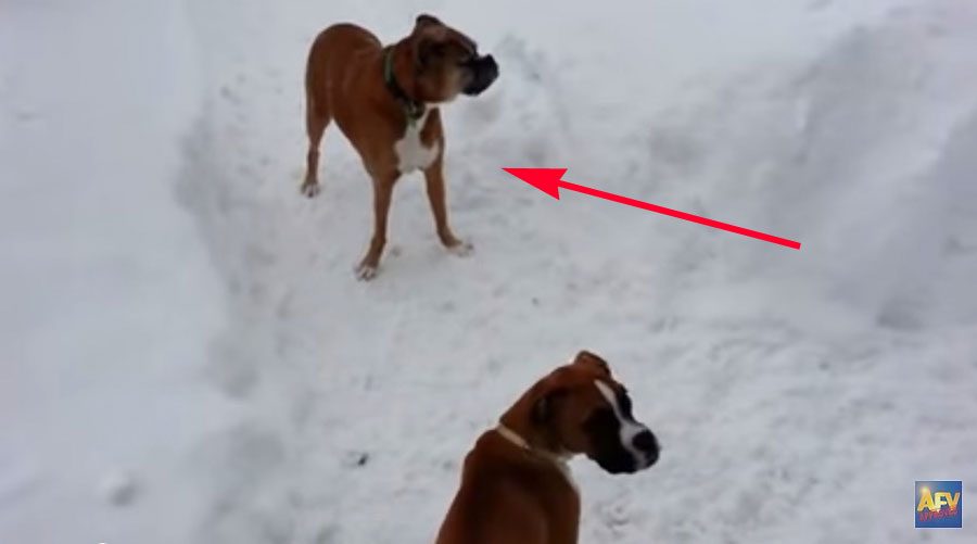 Este perro juega con un pequeño cachorro y le hace ESTO, ¡No pararás de reír!