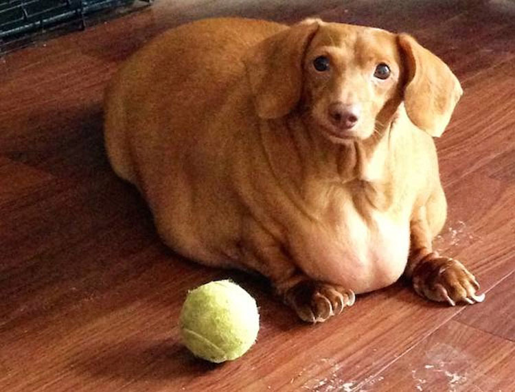 Este Dachshund con obesidad mórbida que apenas podía caminar ahora es un perro feliz 1