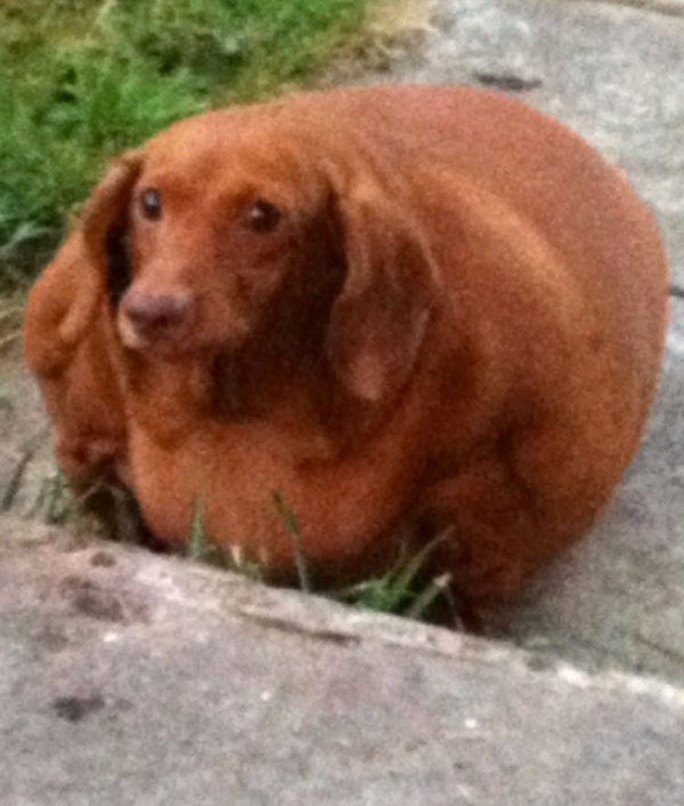 Este Dachshund con obesidad mórbida que apenas podía caminar ahora es un perro feliz 2