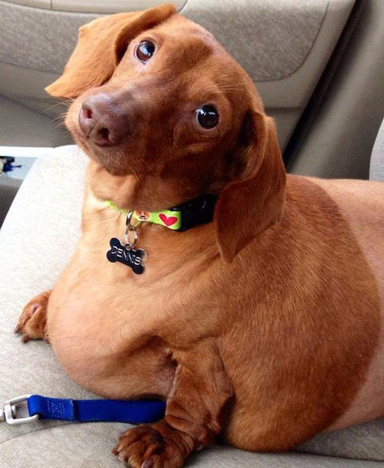 Este Dachshund con obesidad mórbida que apenas podía caminar ahora es un perro feliz 4