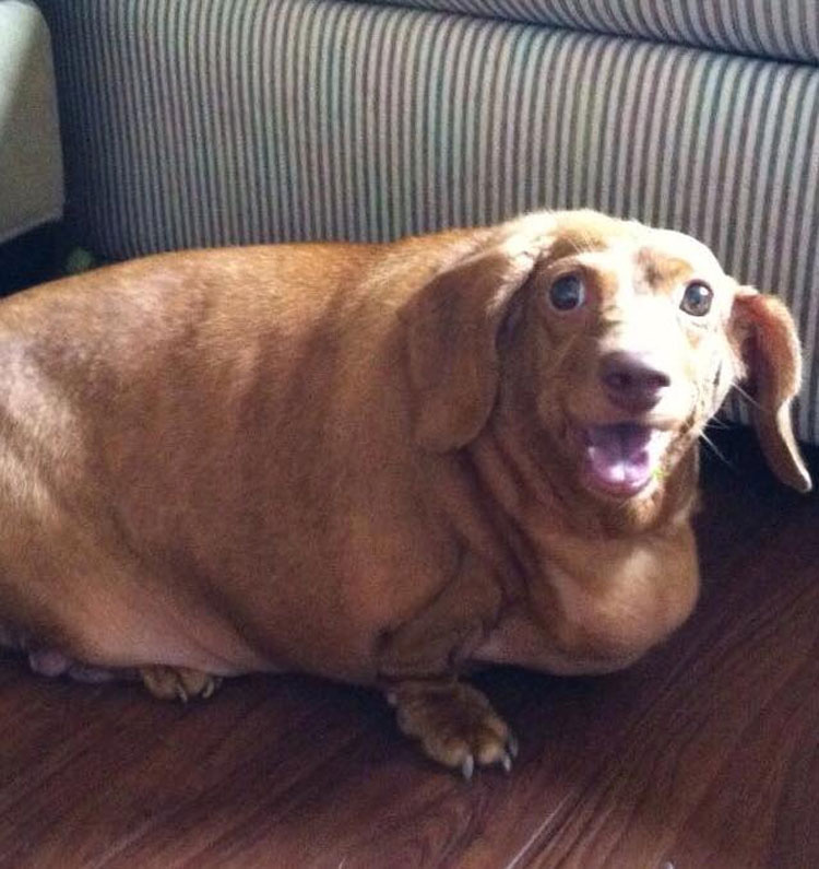 Este Dachshund con obesidad mórbida que apenas podía caminar ahora es un perro feliz 5