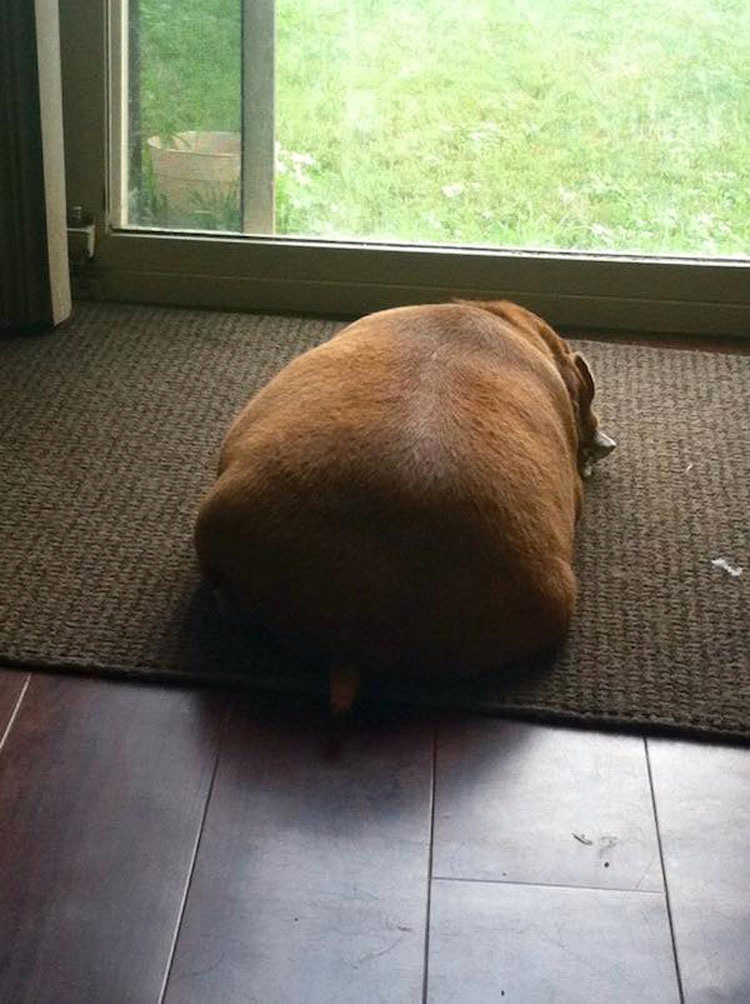 Este Dachshund con obesidad mórbida que apenas podía caminar ahora es un perro feliz 6