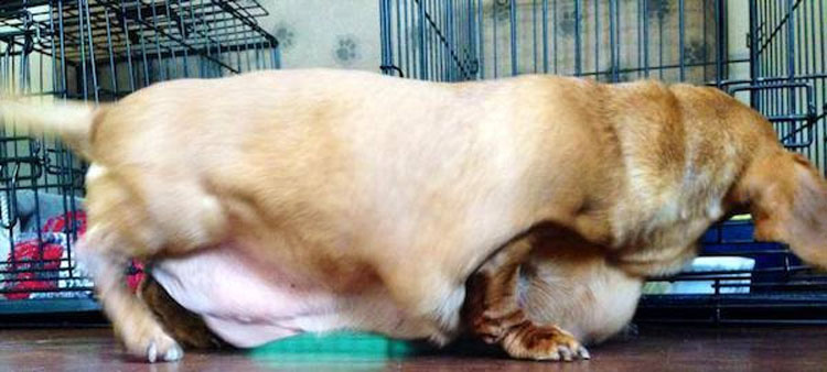 Este Dachshund con obesidad mórbida que apenas podía caminar ahora es un perro feliz 9