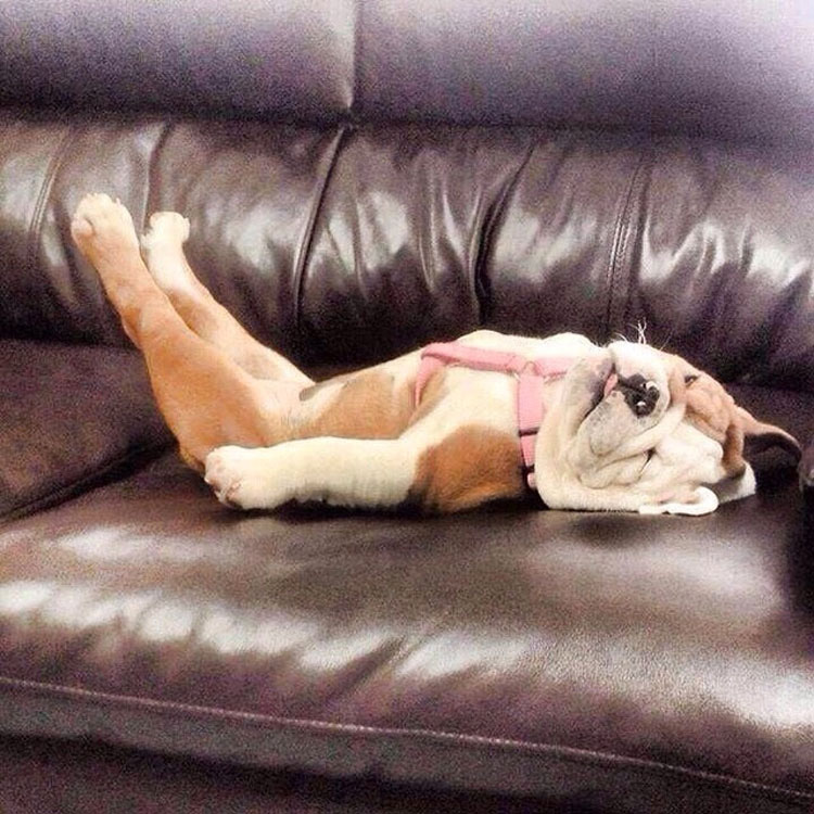 16 perros que no pueden estar cómodos con esa postura. Atención al #6