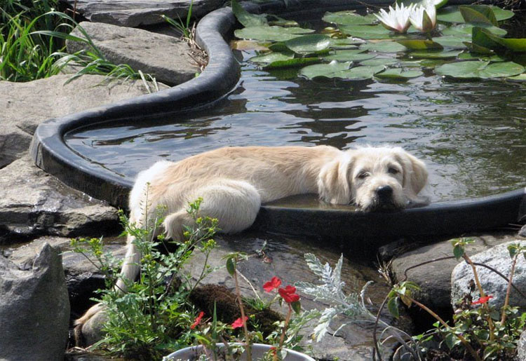 16 perros que no pueden estar cómodos con esa postura. Atención al #6