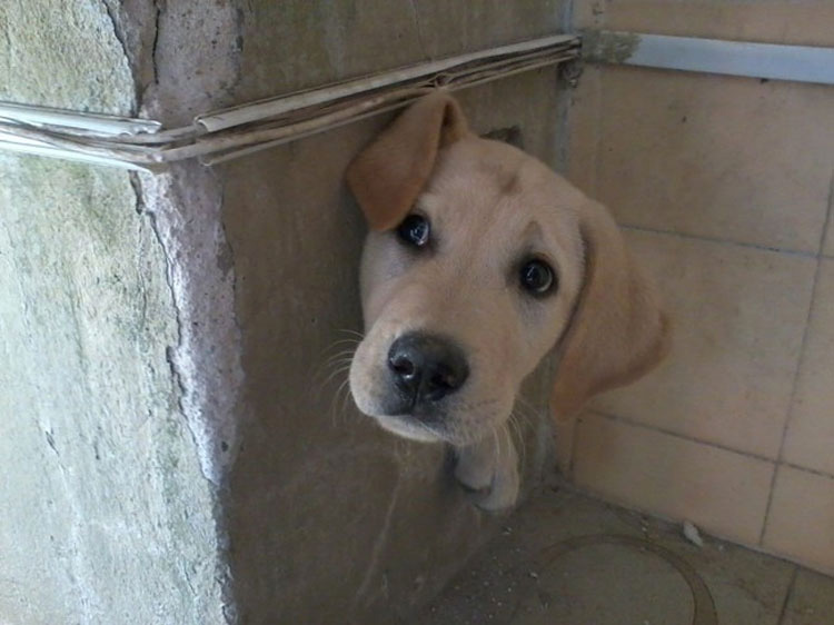 29 perros que acaban de hacer malas elecciones. El #5 es increíble