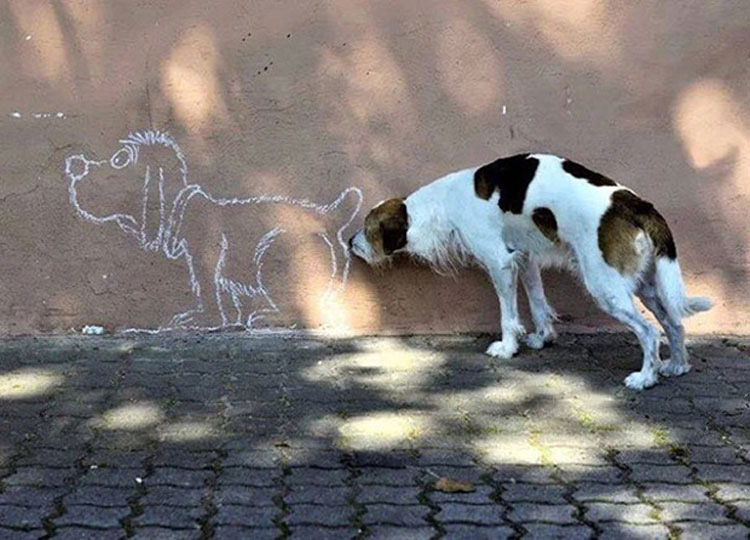 21 fotos de perros tomadas en el momento justo. La #7 te alegrará el día