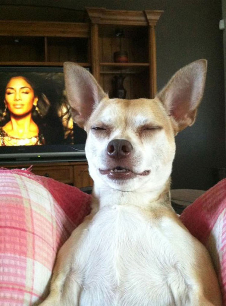 21 fotos de perros tomadas en el momento justo. La #7 te alegrará el día