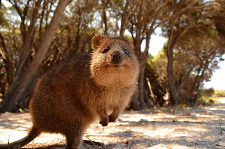 Descubre Por Qué El Mundo Está Enamorado De Los Adorables Quokkas