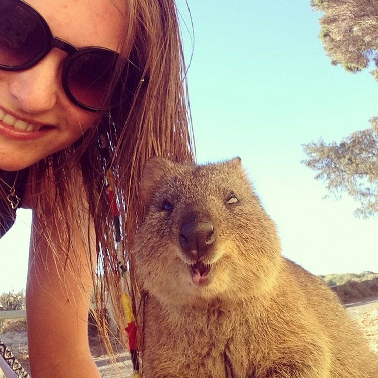 Descubre Por Qué El Mundo Está Enamorado De Los Adorables Quokkas