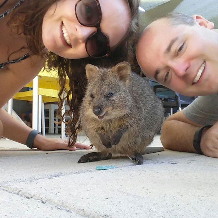 Descubre Por Qué El Mundo Está Enamorado De Los Adorables Quokkas