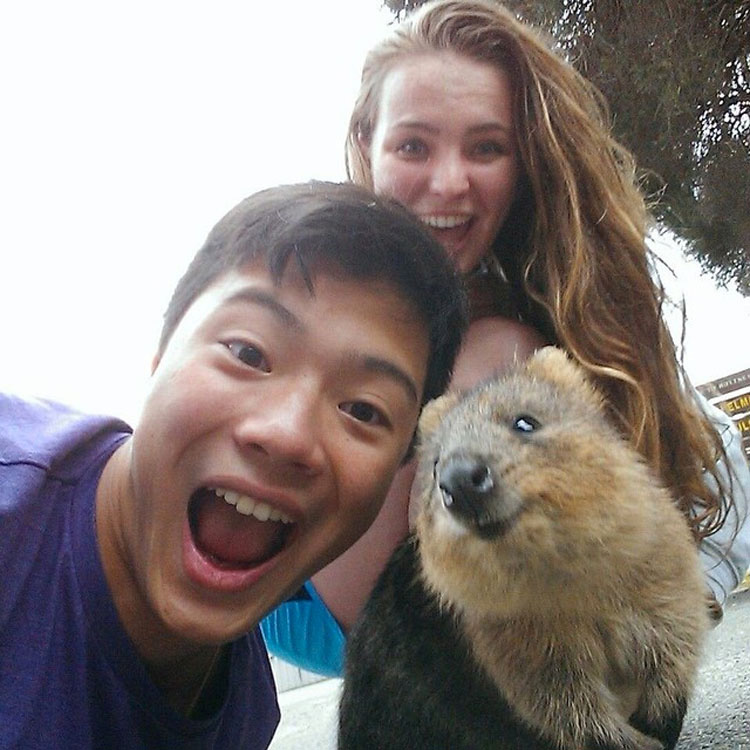 Descubre Por Qué El Mundo Está Enamorado De Los Adorables Quokkas