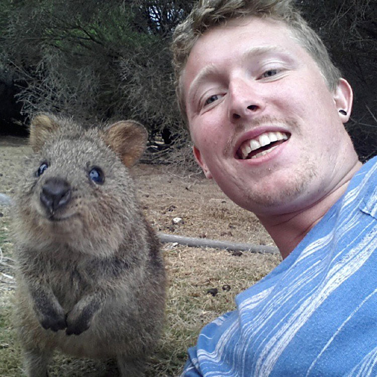 Descubre Por Qué El Mundo Está Enamorado De Los Adorables Quokkas