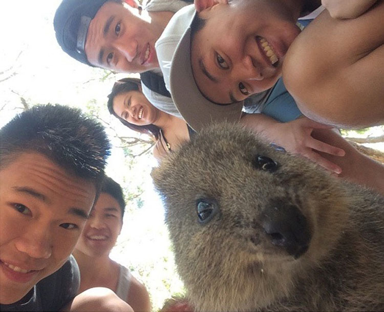 Descubre Por Qué El Mundo Está Enamorado De Los Adorables Quokkas