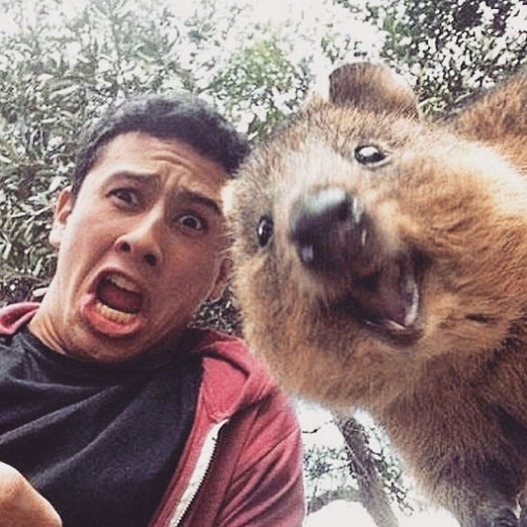 Descubre Por Qué El Mundo Está Enamorado De Los Adorables Quokkas