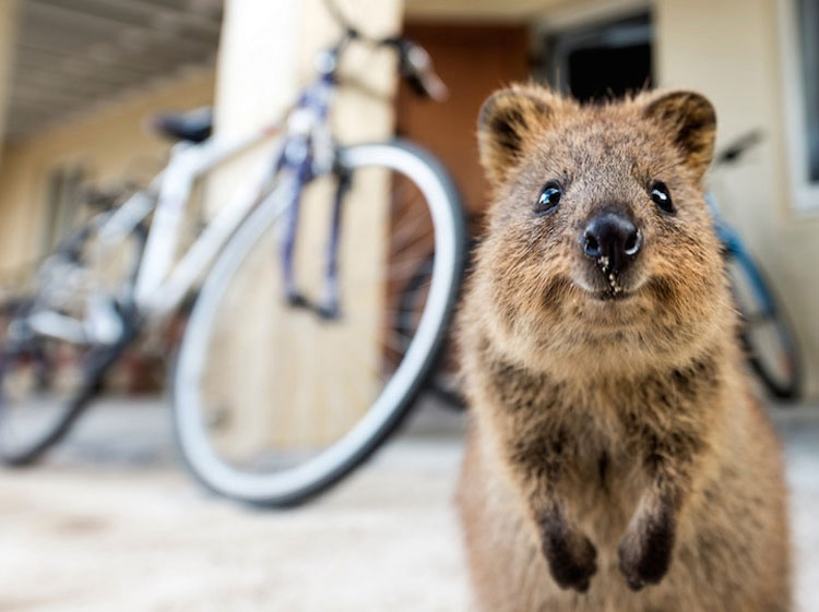 Descubre Por Qué El Mundo Está Enamorado De Los Adorables Quokkas