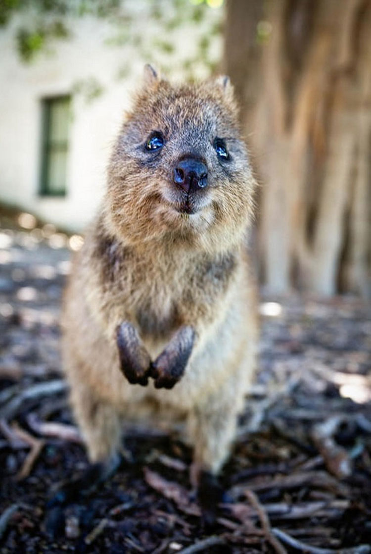 Descubre Por Qué El Mundo Está Enamorado De Los Adorables Quokkas