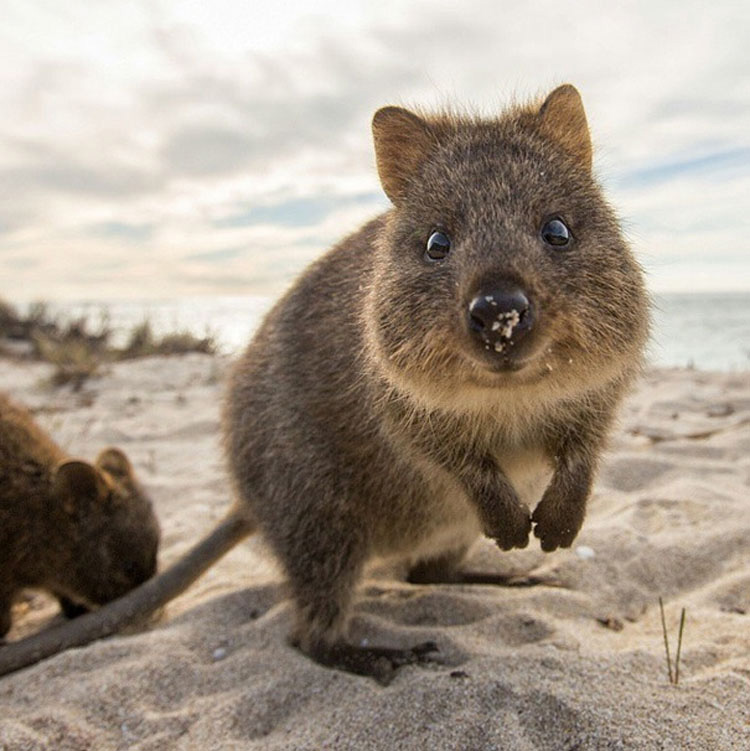 Descubre Por Qué El Mundo Está Enamorado De Los Adorables Quokkas