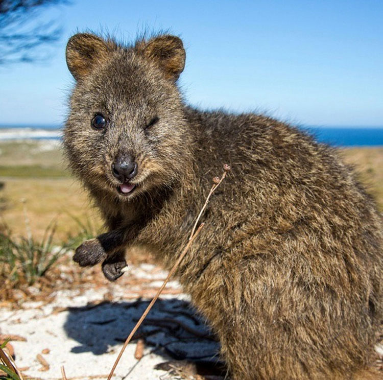 Descubre Por Qué El Mundo Está Enamorado De Los Adorables Quokkas