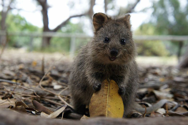 Descubre Por Qué El Mundo Está Enamorado De Los Adorables Quokkas