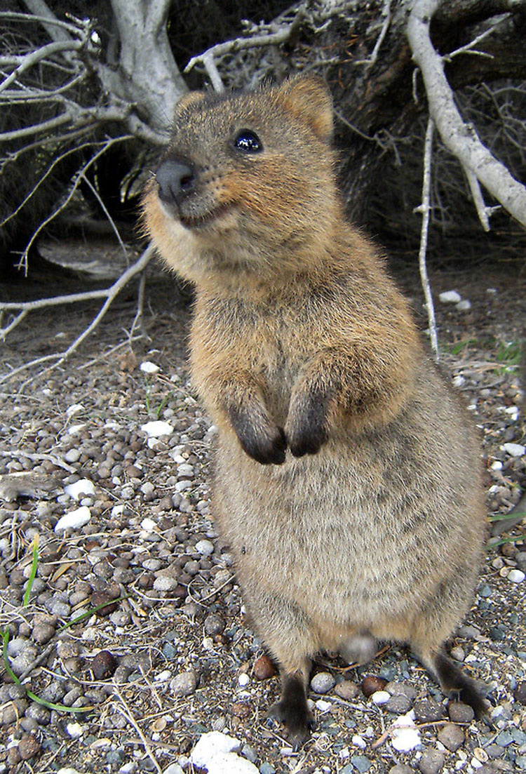 Descubre Por Qué El Mundo Está Enamorado De Los Adorables Quokkas