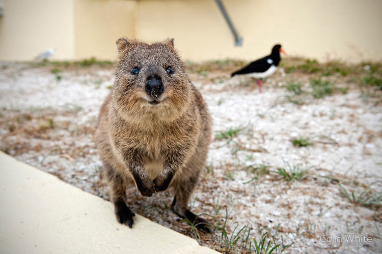 Descubre Por Qué El Mundo Está Enamorado De Los Adorables Quokkas