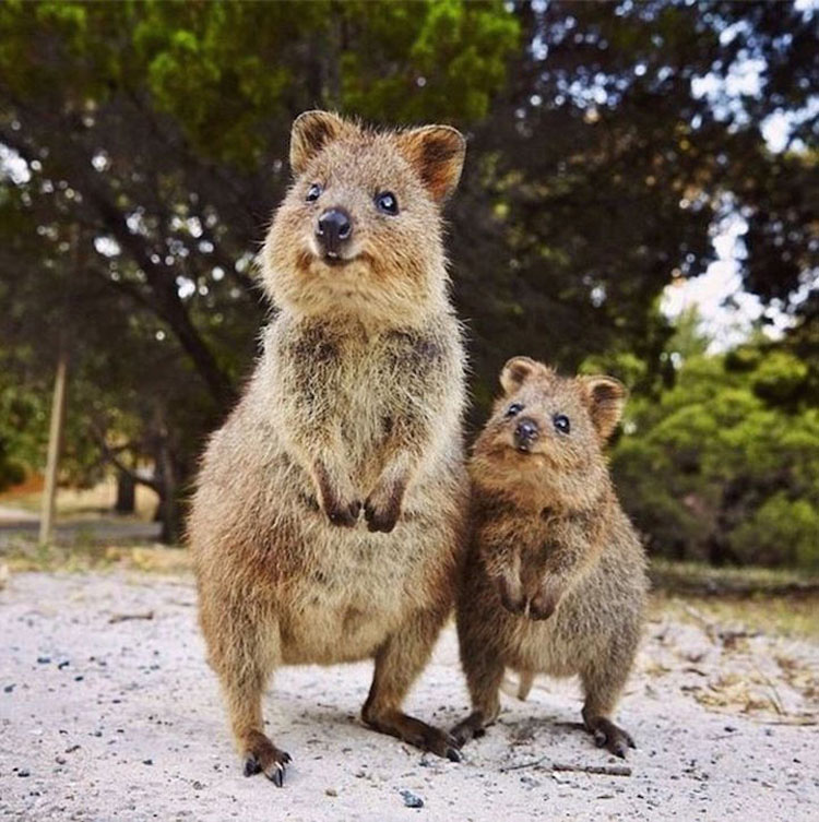 Descubre Por Qué El Mundo Está Enamorado De Los Adorables Quokkas