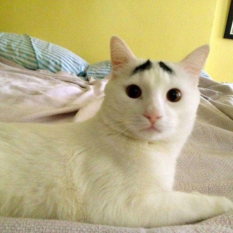 Este es Sam, el Gato con cejas que siempre parece preocupado y que vuelve LOCO a todo el mundo